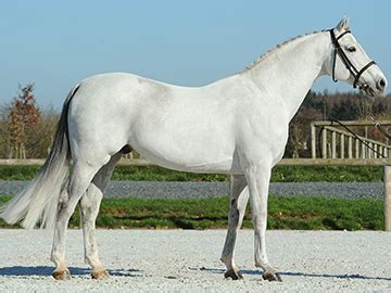 Hermes de Reve: stallion, Pedigree 